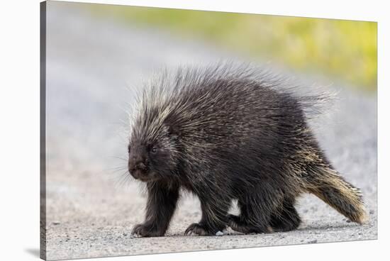 Wild Porcupine in Outdoor Environment, Crossing the Alaska Highway in Summer Time. Quills, Feet And-Scalia Media-Stretched Canvas