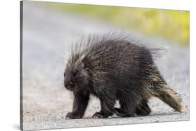 Wild Porcupine in Outdoor Environment, Crossing the Alaska Highway in Summer Time. Quills, Feet And-Scalia Media-Stretched Canvas