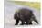 Wild Porcupine in Outdoor Environment, Crossing the Alaska Highway in Summer Time. Quills, Feet And-Scalia Media-Stretched Canvas