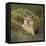 Wild Puma in Chile-Joe McDonald-Framed Stretched Canvas