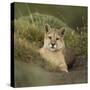 Wild Puma in Chile-Joe McDonald-Stretched Canvas