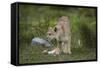 Wild Puma in Chile-Joe McDonald-Framed Stretched Canvas