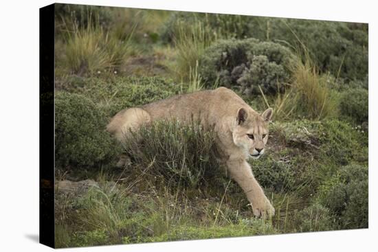 Wild Puma in Chile-Joe McDonald-Stretched Canvas