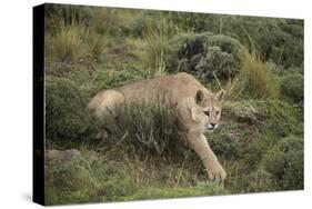 Wild Puma in Chile-Joe McDonald-Stretched Canvas