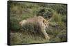 Wild Puma in Chile-Joe McDonald-Framed Stretched Canvas