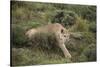 Wild Puma in Chile-Joe McDonald-Stretched Canvas