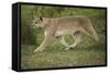 Wild Puma in Chile-Joe McDonald-Framed Stretched Canvas