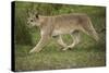 Wild Puma in Chile-Joe McDonald-Stretched Canvas