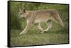 Wild Puma in Chile-Joe McDonald-Framed Stretched Canvas