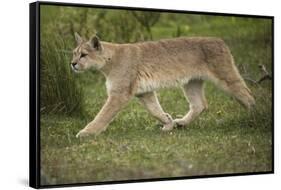 Wild Puma in Chile-Joe McDonald-Framed Stretched Canvas