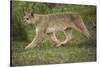 Wild Puma in Chile-Joe McDonald-Stretched Canvas