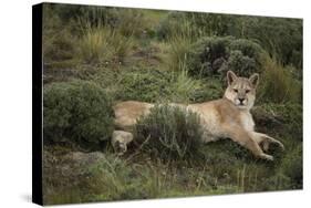 Wild Puma in Chile-Joe McDonald-Stretched Canvas