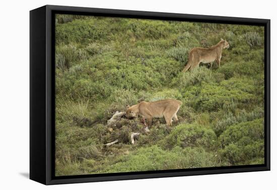 Wild Puma in Chile-Joe McDonald-Framed Stretched Canvas