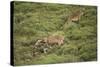Wild Puma in Chile-Joe McDonald-Stretched Canvas