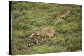 Wild Puma in Chile-Joe McDonald-Stretched Canvas