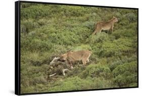 Wild Puma in Chile-Joe McDonald-Framed Stretched Canvas