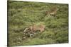 Wild Puma in Chile-Joe McDonald-Stretched Canvas