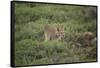 Wild Puma in Chile-Joe McDonald-Framed Stretched Canvas