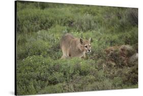 Wild Puma in Chile-Joe McDonald-Stretched Canvas