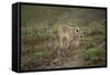 Wild Puma in Chile-Joe McDonald-Framed Stretched Canvas