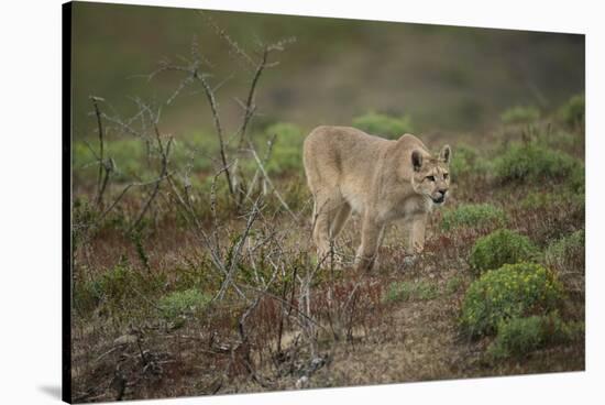 Wild Puma in Chile-Joe McDonald-Stretched Canvas