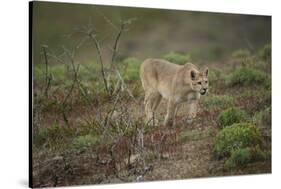 Wild Puma in Chile-Joe McDonald-Stretched Canvas