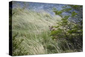 Wild Puma in Chile-Joe McDonald-Stretched Canvas