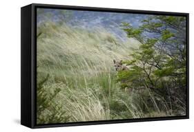 Wild Puma in Chile-Joe McDonald-Framed Stretched Canvas