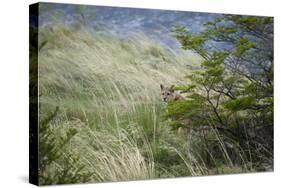 Wild Puma in Chile-Joe McDonald-Stretched Canvas