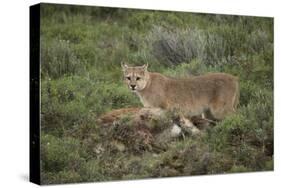 Wild Puma in Chile-Joe McDonald-Stretched Canvas