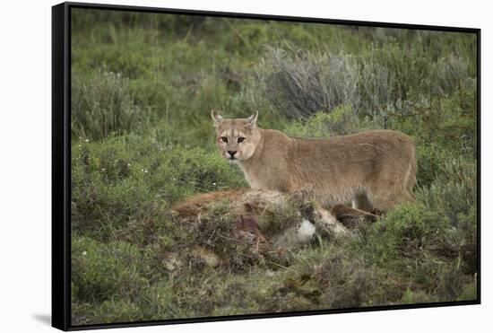 Wild Puma in Chile-Joe McDonald-Framed Stretched Canvas