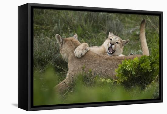 Wild Puma in Chile-Joe McDonald-Framed Stretched Canvas