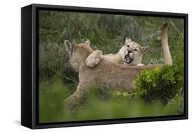 Wild Puma in Chile-Joe McDonald-Framed Stretched Canvas