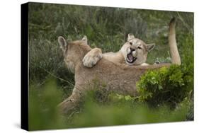 Wild Puma in Chile-Joe McDonald-Stretched Canvas