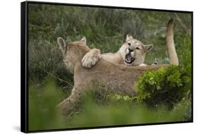 Wild Puma in Chile-Joe McDonald-Framed Stretched Canvas