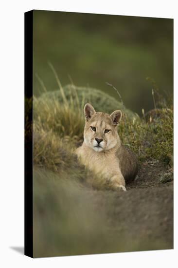 Wild Puma in Chile-Joe McDonald-Stretched Canvas