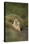 Wild Puma in Chile-Joe McDonald-Stretched Canvas