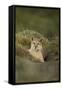 Wild Puma in Chile-Joe McDonald-Framed Stretched Canvas