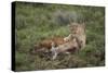 Wild Puma in Chile-Joe McDonald-Stretched Canvas