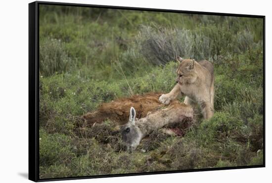 Wild Puma in Chile-Joe McDonald-Framed Stretched Canvas