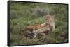 Wild Puma in Chile-Joe McDonald-Framed Stretched Canvas