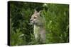 Wild Puma in Chile-Joe McDonald-Stretched Canvas