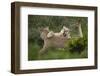 Wild Puma in Chile-Joe McDonald-Framed Premium Photographic Print