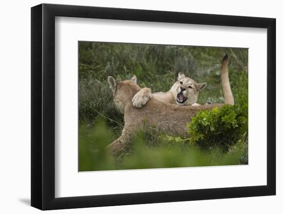 Wild Puma in Chile-Joe McDonald-Framed Premium Photographic Print