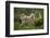 Wild Puma in Chile-Joe McDonald-Framed Premium Photographic Print