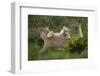 Wild Puma in Chile-Joe McDonald-Framed Premium Photographic Print