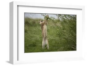 Wild Puma in Chile-Joe McDonald-Framed Photographic Print