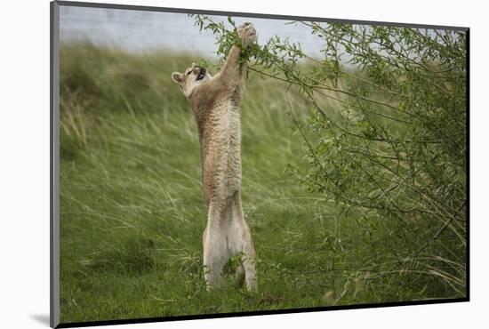 Wild Puma in Chile-Joe McDonald-Mounted Photographic Print