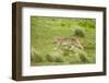 Wild Puma in Chile-Joe McDonald-Framed Photographic Print