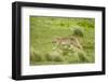 Wild Puma in Chile-Joe McDonald-Framed Photographic Print